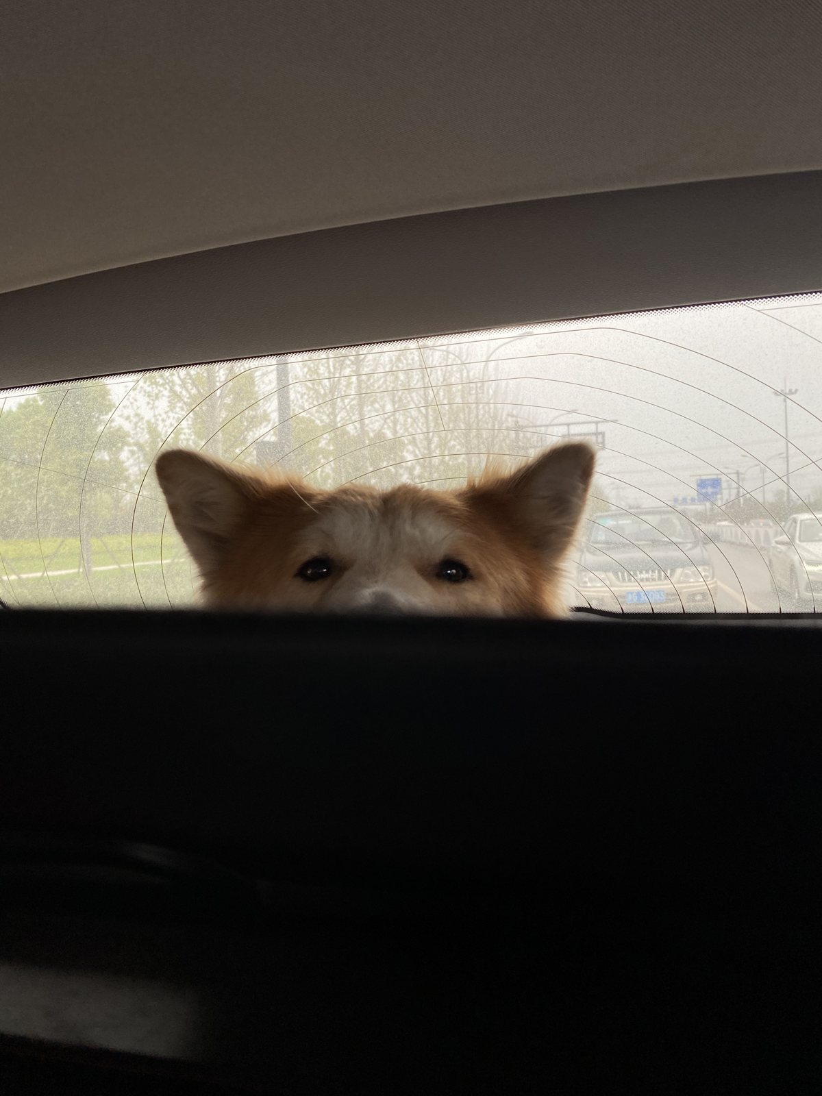Wenxin's dog peeking over the car seat