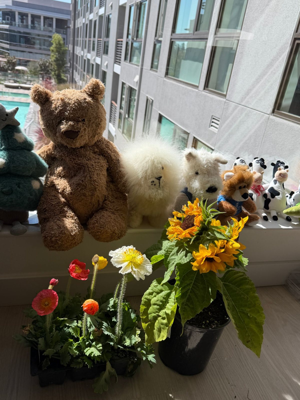Poppies and a sunflower Wenxin grows by the window, with a row of plush toys